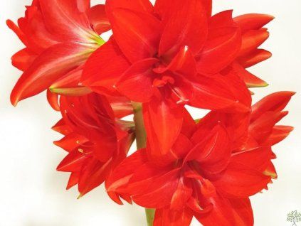 92486 1 double dilicius