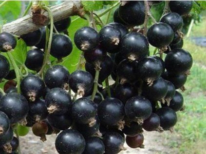 Cassissier never Ribes nigrum