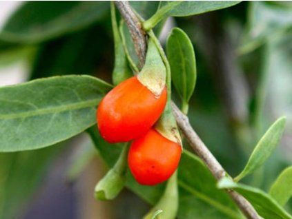 92954 sweet kus