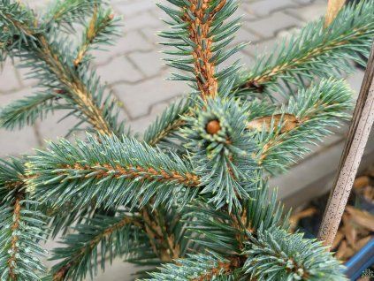 93260 5 picea chihuahuana 1