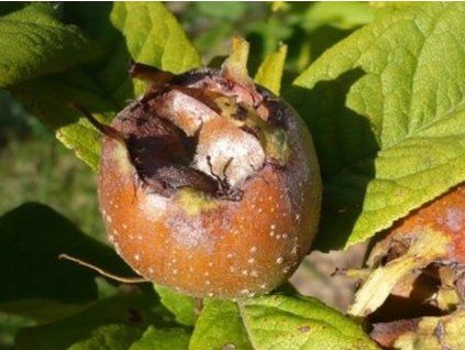 93302 mi pule n meck t