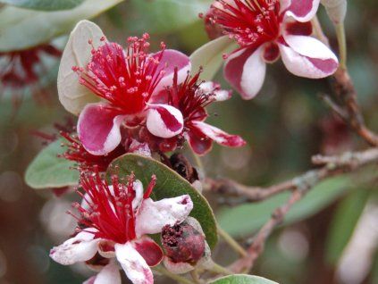 Fejchoa (Balení kontejner C3)