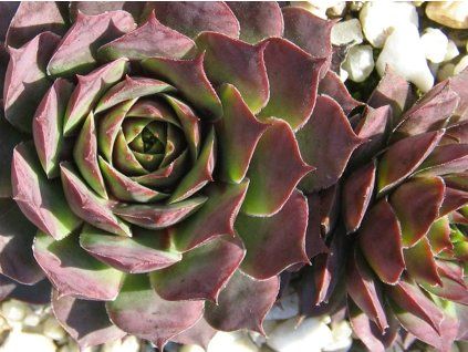 94277 1 netresk x hybr ruby heart sempervivum x hybr ruby heart