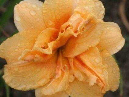 Denivka 'Double Flashdance' - Hemerocallis 'Double Flashdance' (Balení kontejner C2)