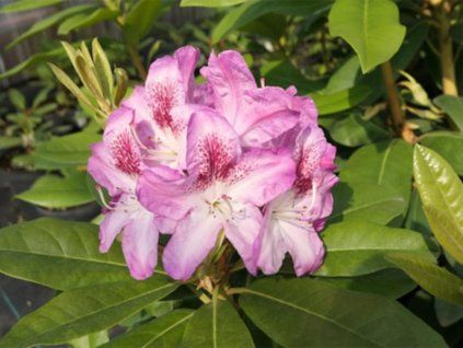 Rododendron 'Ještěd' (Balení kontejner C5)