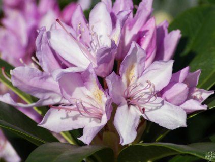 Rododendron 'Bezděz' (Balení kontejner C5)