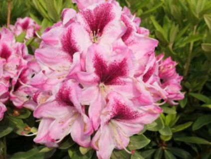 Rododendron 'Děvín' (Balení kontejner C5)