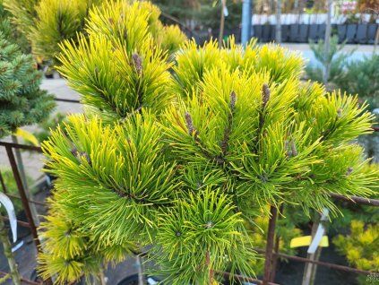 Pinus mugo 'Starkl' (2)