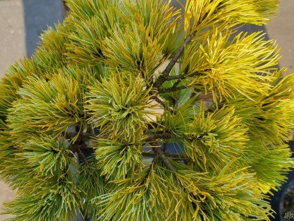 95903 pinus parviflora beran 2