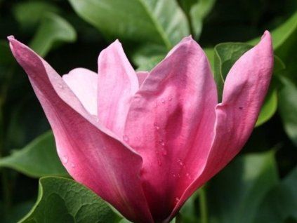 ametystowy płomień