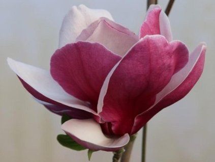 Magnolie 'Pickard's Ruby' (Balení kontejner C5)
