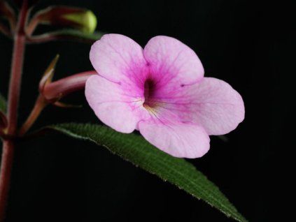 111369 1 pink blossom