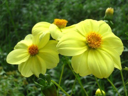 żółte kichnięcie