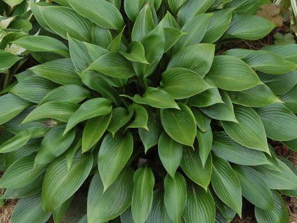 Bohyška 'Devon Green' - Hosta 'Devon Green' (Balení kontejner C2)