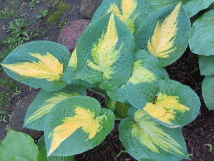 Bogini „Zakazany Owoc”