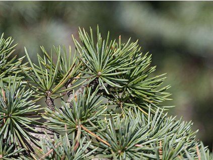 Cedr libanonský var. stenocoma (Balení kontejner C3)