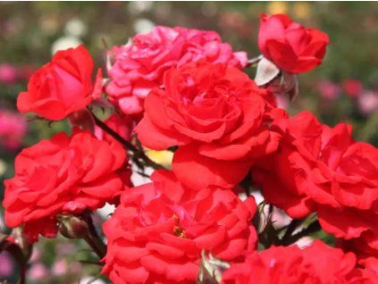 Růže 'Zwergenfee®' (Balení kontejner C2)