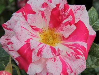 Růže 'Summer Candy®' (Balení kontejner C2)