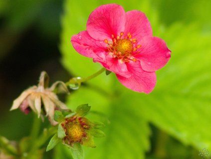 Fragaria Strawberry Ice (1)