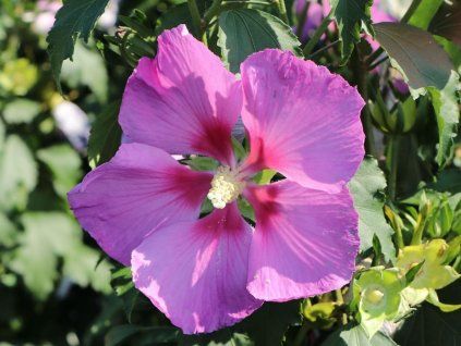 113624 1 hibisk