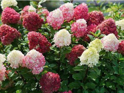 mały poncz limonkowy