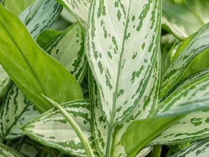 114556 1 silver queen