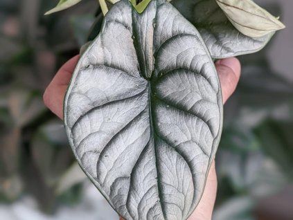 114601 1 silver dragon