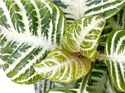 114631 1 curly white