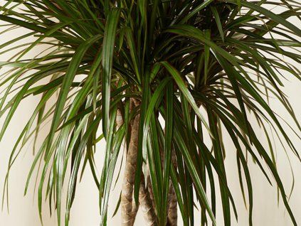 114751 1 dracaena