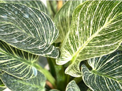 114892 1 white stripe