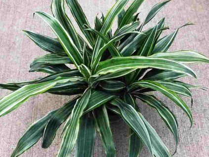 115138 1 fragrans drac