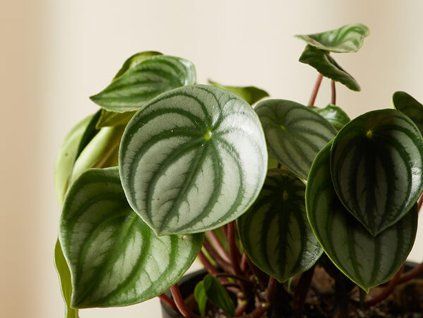 115195 1 peperomia