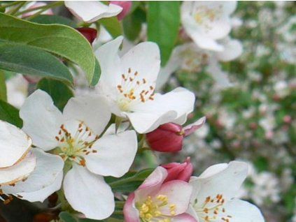 115675 2 winter gold2