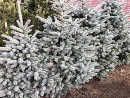 116017 2 blue seedling