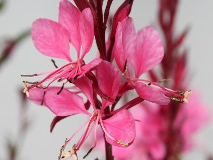 116059 2 flamingo