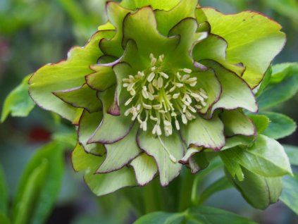 116470 2 double ellen green