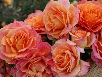 Růže 'Better Times®' (Balení kontejner C2)