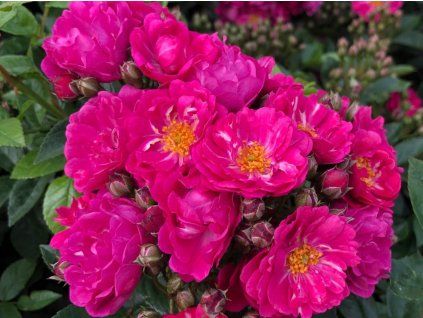 Růže 'Perfumy Siluetta®' (Balení kontejner C2)