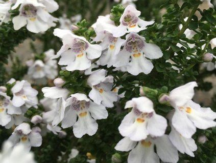121335 644 1 prostanthera cuneata
