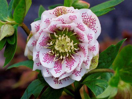 122346 1 cinderella2