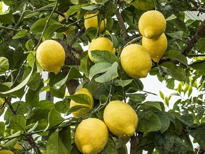 122614 citrus rifiorente sarde