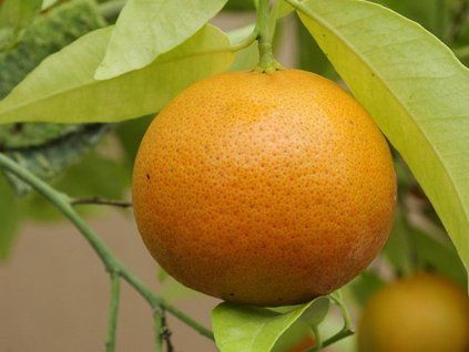 Mandarinka 'Michal' (Balení kontejner C2)