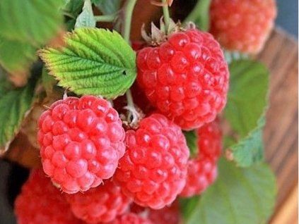 Maliník 'Ruby Beauty®' (Balení kontejner p9)