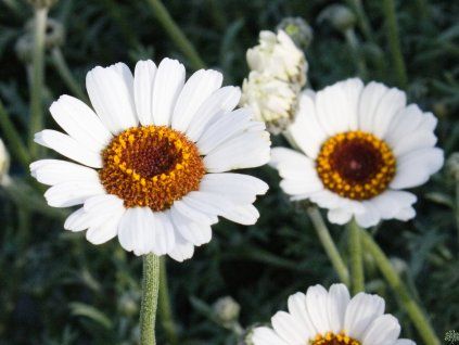 Rodantenum Casablanca (1)