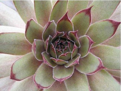 czerwona piękność