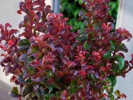 Leucotoe 'Twisting Red' (Balení kontejner C2)