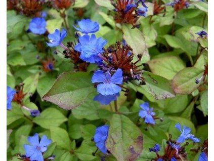 101114 2 101114 olovenec