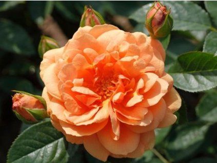 Růže 'Skyline®' (Balení kontejner C2)