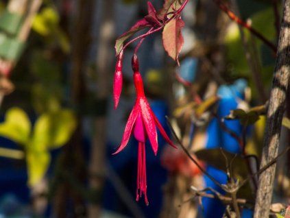 Fuchsie magellonská 'Tricolor' (Balení kontejner C2)