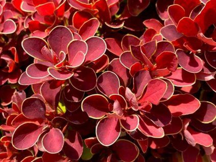 Dřišťál Thunbergův 'Ruby Star' (Balení kontejner p9)